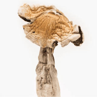 Buy Amazonian Mushrooms Online
