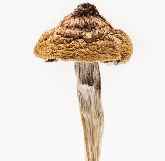 Buy B+ Mushrooms Online