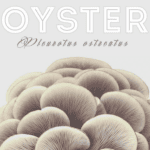 Buy Blue Oyster Mushroom Grain Spawn online