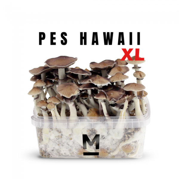 Buy Hawaiian PES Magic Mushroom Grow Kit XL Online