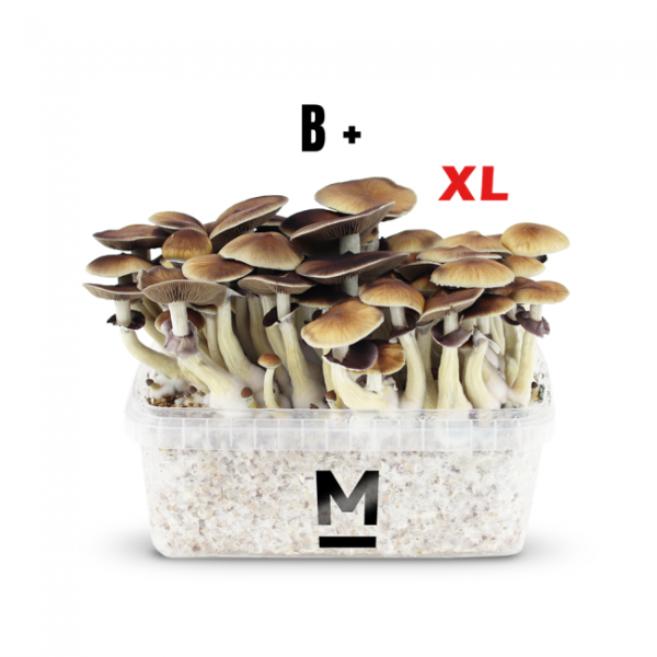 Buy Magic Mushroom Grow Kit B+ XL by Mondo® Online
