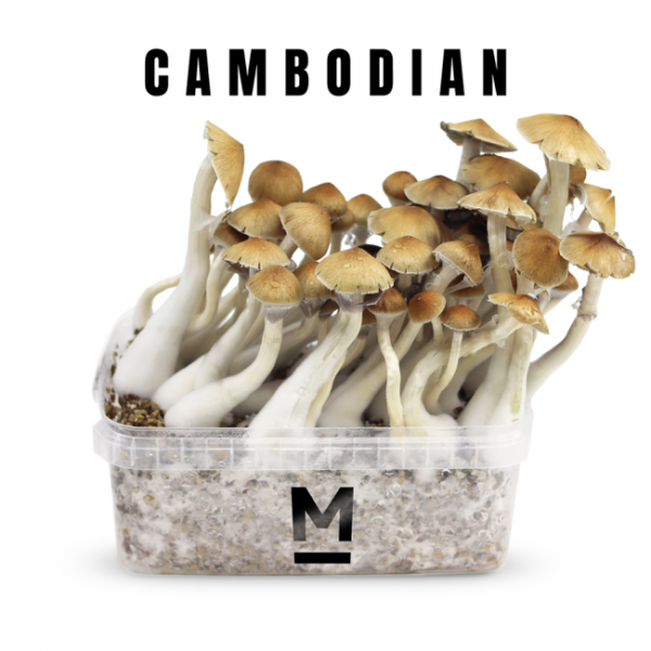 Buy Magic Mushroom Grow Kit Cambodia by Mondo® Online