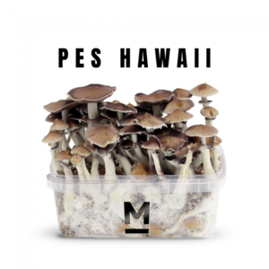 Buy Magic Mushroom Grow Kit Hawaiian PES - Mondo®Online