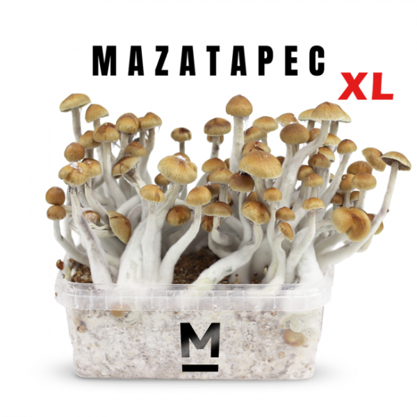 Buy Magic Mushroom Grow Kit Mazatapec XL by Mondo® Online