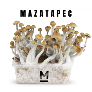 Buy Magic Mushroom Grow Kit Mazatapec by Mondo® Online