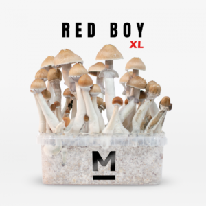 Buy Magic Mushroom Grow Kit Red Boy XL by Mondo® Online