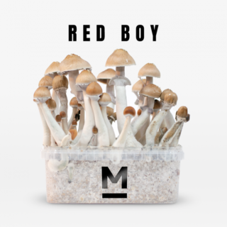 Buy Magic Mushroom Grow Kit RedBoy by Mondo® Online