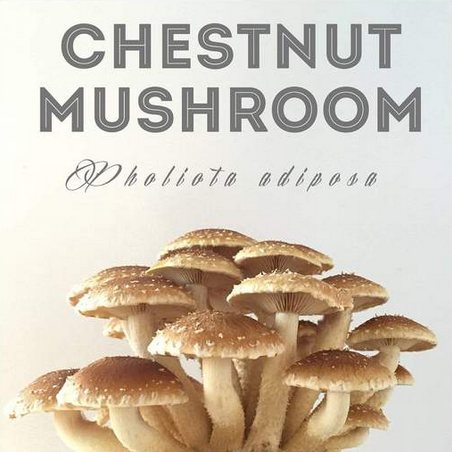 buy Chestnut Mushroom Plugs online