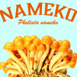 buy Nameko Mushroom Sawdust Spawn online