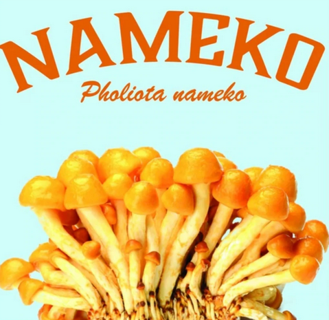 buy Nameko Mushroom Sawdust Spawn online