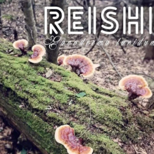 buy Reishi Mushroom Plugs online