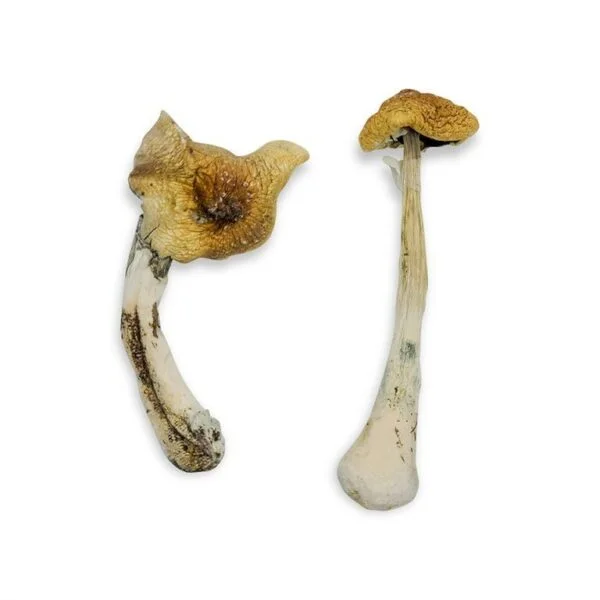 Golden Mammoth Magic Mushrooms - Image 3