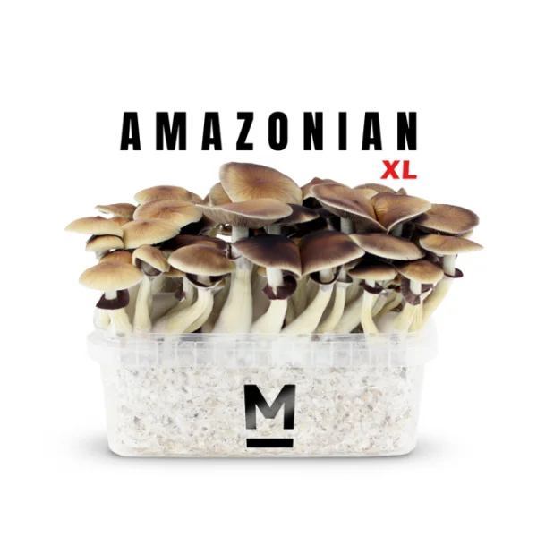 Buy Magic Mushroom Grow Kit PES Amazonian XL by Mondo online