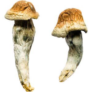 Penis Envy XL Magic Mushrooms