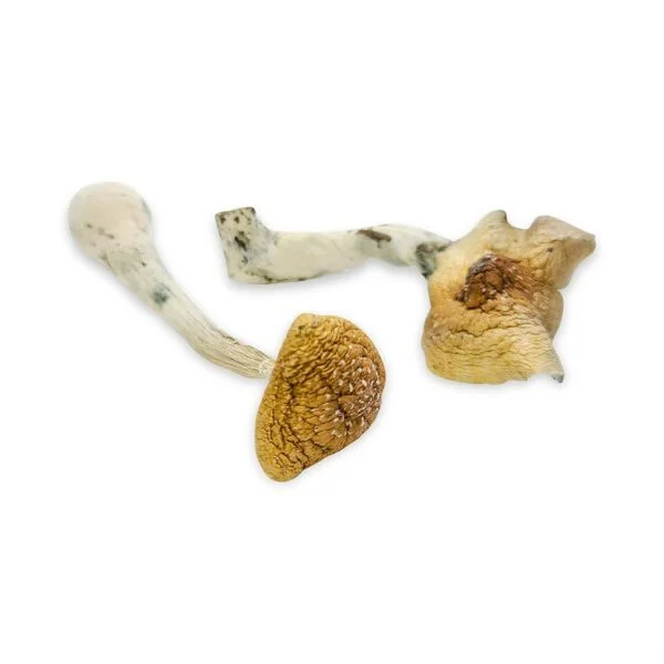 Golden Mammoth Magic Mushrooms - Image 2