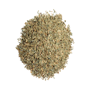Organic Rye Grain - 50 lbs