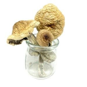 Psilocybe cyanescens